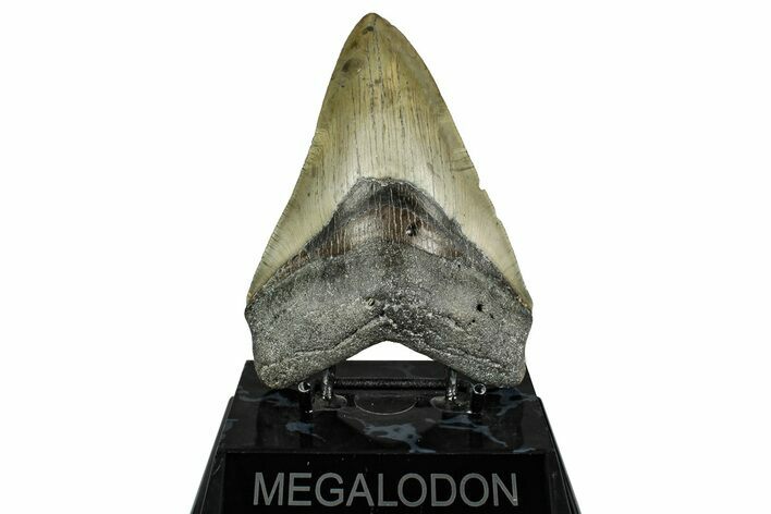 Serrated, Fossil Megalodon Tooth - North Carolina #355837